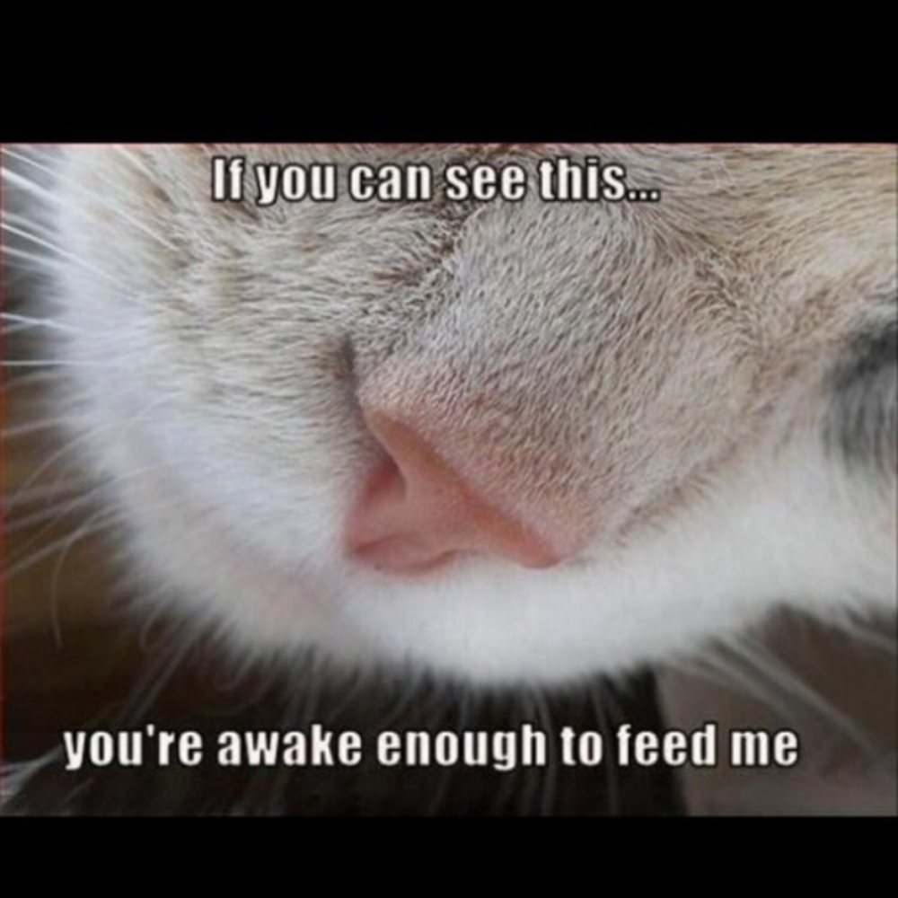 This is what happens at my house most mornings 😊